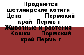 Продаются шотландские котята › Цена ­ 2 500 - Пермский край, Пермь г. Животные и растения » Кошки   . Пермский край,Пермь г.